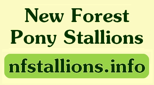 nfstallions.info