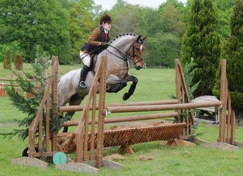 Royal Oak Youngman in a qualifying class 2014